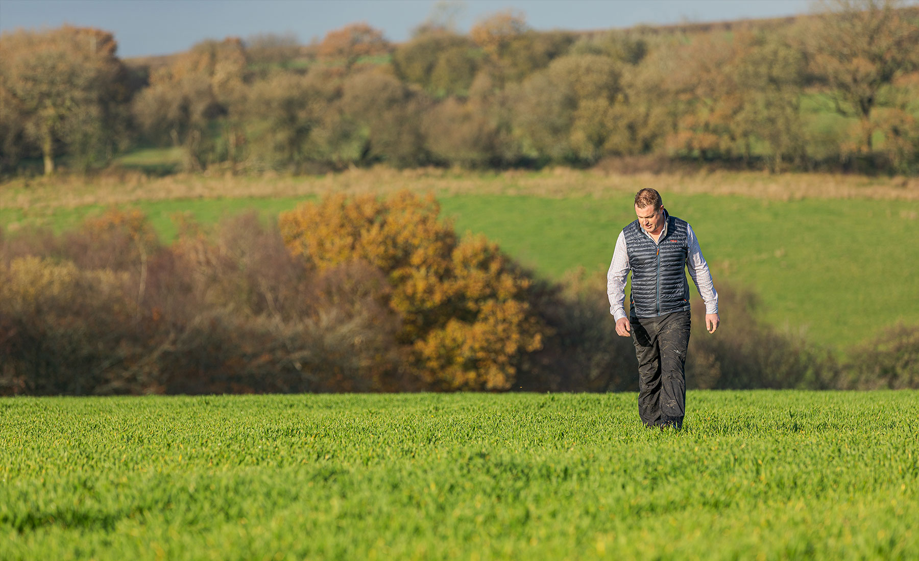Agronomist Matthew Alford walking the fields at Bycott Farm