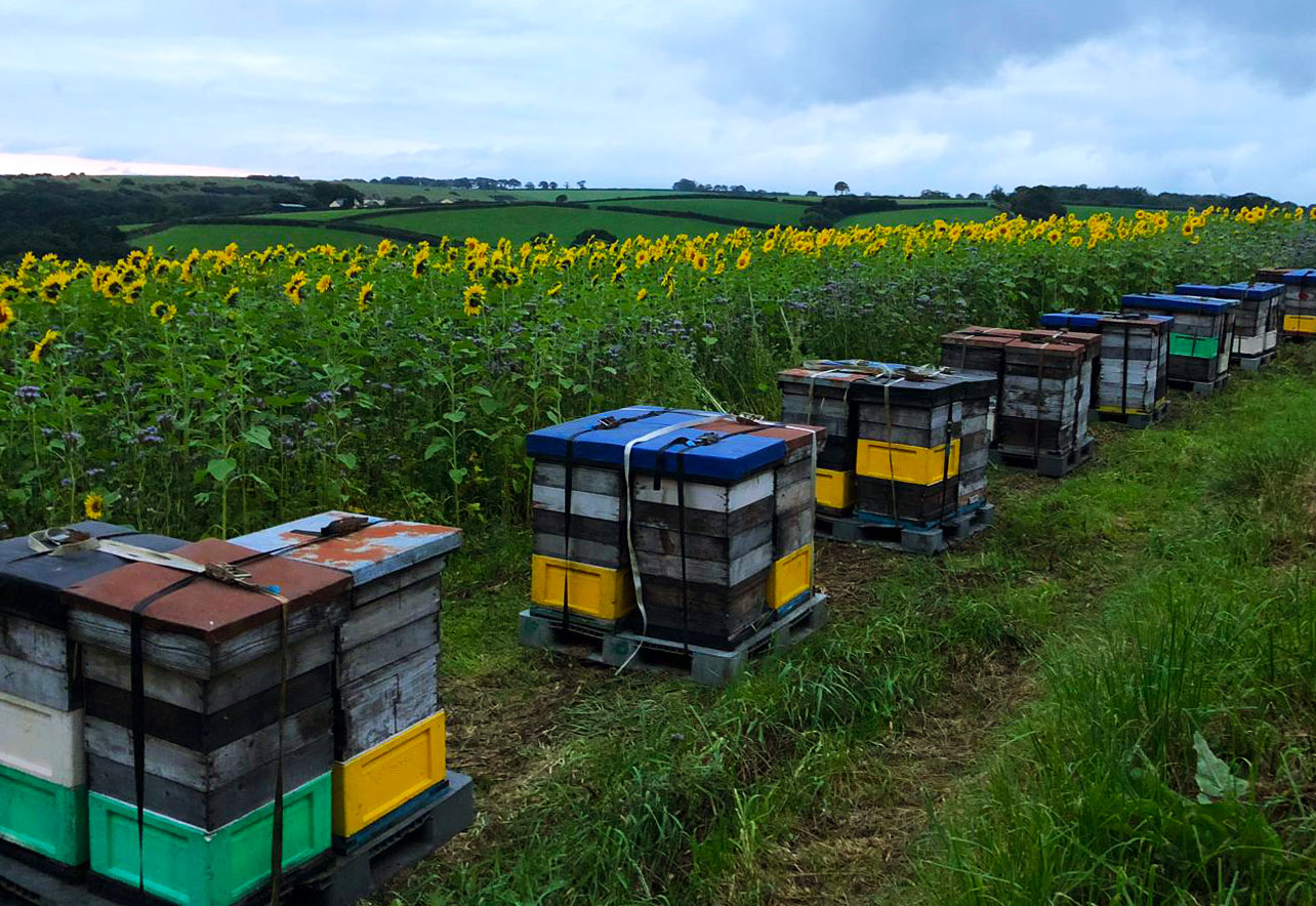 beehives on bycott farm