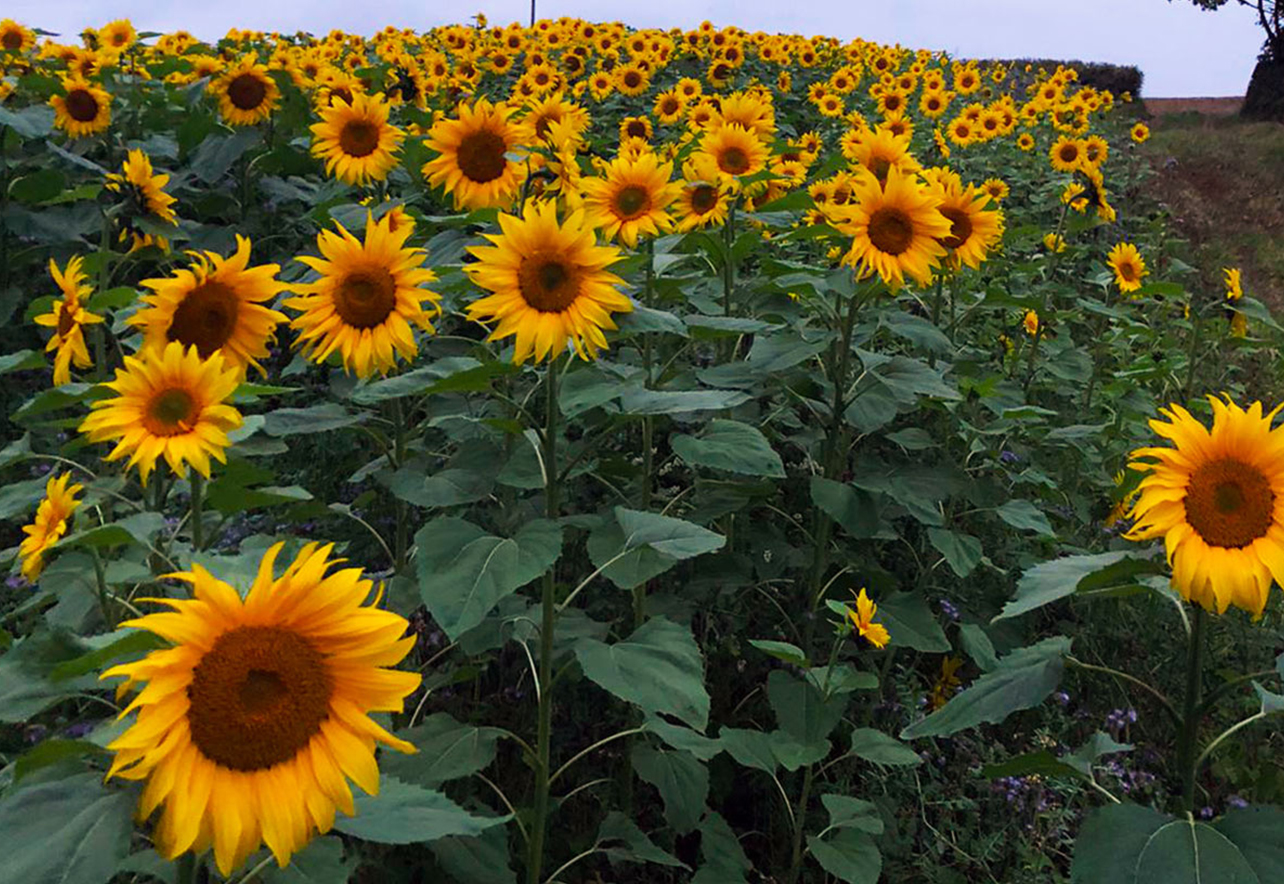 sunflower field at bycott farm