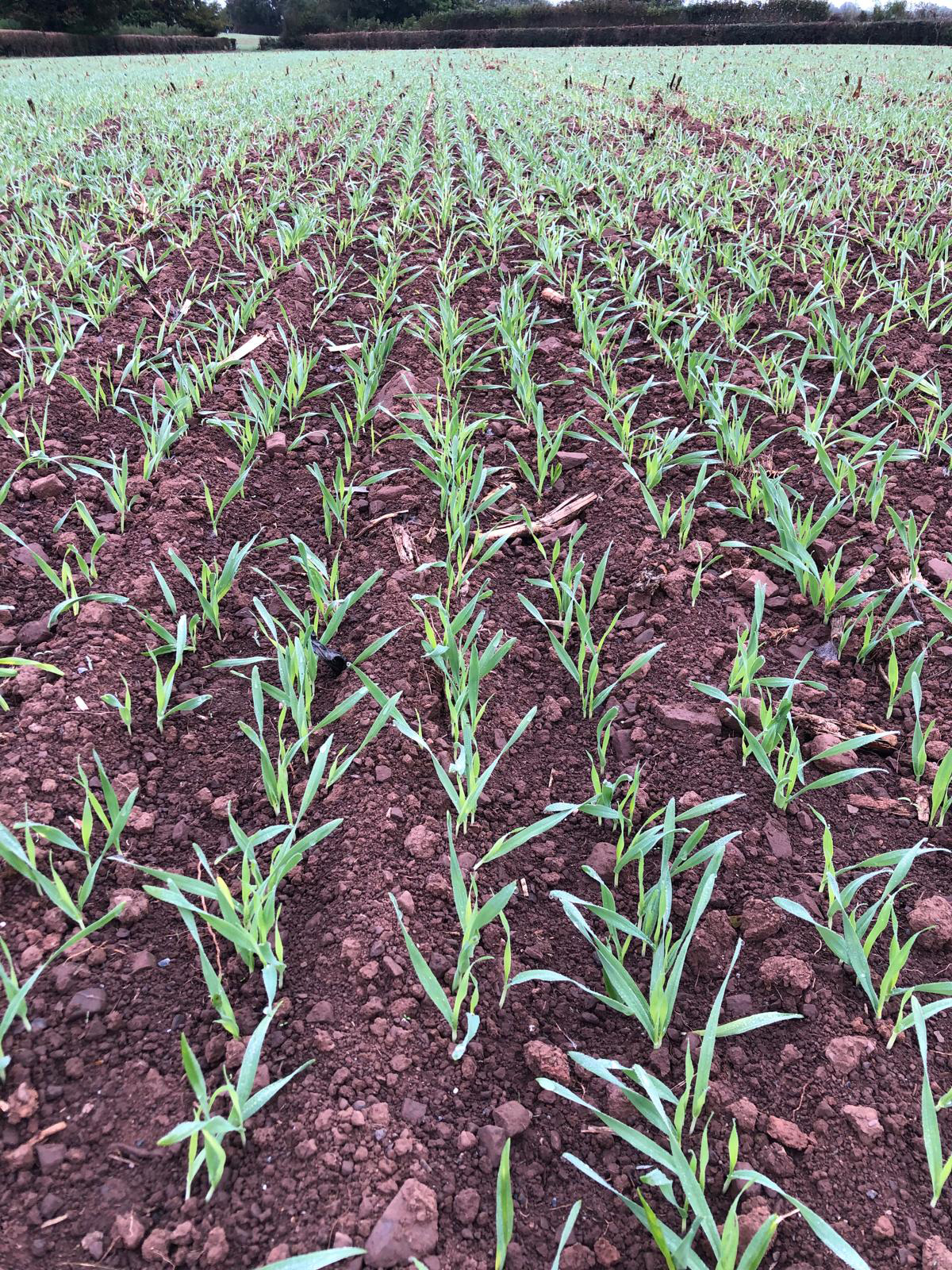 new-crop-at-bycott-farm new crop growth at bycott farm